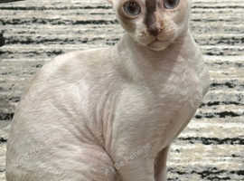 One Cute and sweet Cornish-Rex kitten