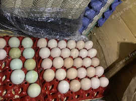 Hatching eggs - Cream Legbar, Warren / ISA brown / Goldline / commercial hens