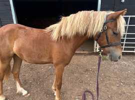 Top show prospect Dartmoor Filly