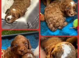 Amazing Australian Labradoodles!!!