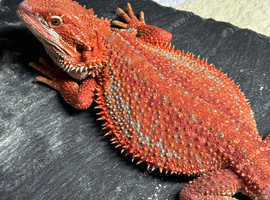 Bearded dragon (full set up)