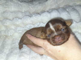 Looking for forever homes