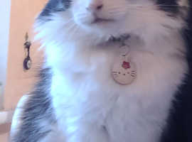 Missing cat