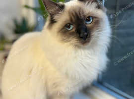 Female Ragdoll - 12 months old