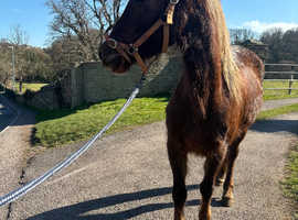 Welsh d filly