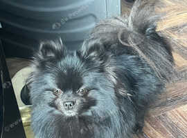 Black Pomeranian bitch
