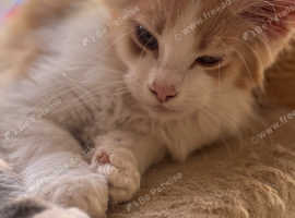 Gorgeous Shaded Line Maine Coon Kittens looking for new homes