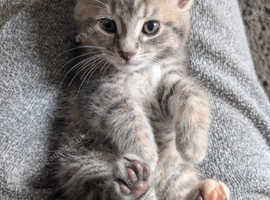 Kitten