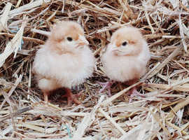Chicks / chickens / hens