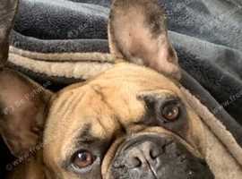Boy frenchie
