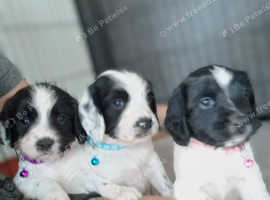 Springer spaniel