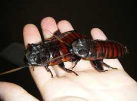Pet Cockroaches!