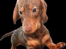 Beautiful chocolate dachshund DNA CLEAR