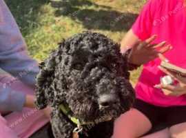 Cockerpoochon bitch