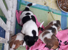 1 girl 2 boys jacks WORKING STOCK
