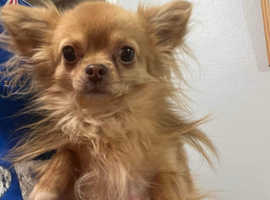 Long haired chihuahua male