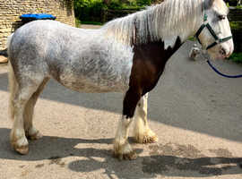 13h Hermits Cob mare 7 yrs old ride and drive