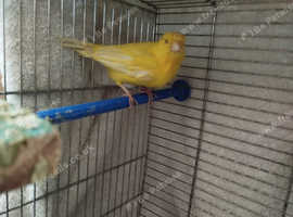 Canary's