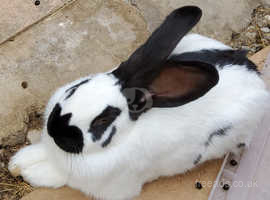 Giant hot sale papillon rabbit