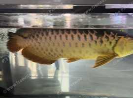 Arowana golden