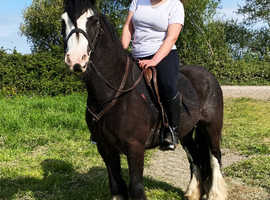 13hh 7 year old cob gelding