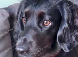 READY SOON! KC REG COCKER SPANIELS!