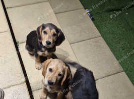 Spanador puppies  Labrador cross cocker spaniel 8 weeks old   1 male black and tan 2 female black and tan