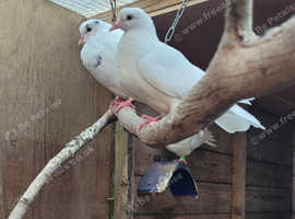 Beautiful young white doves