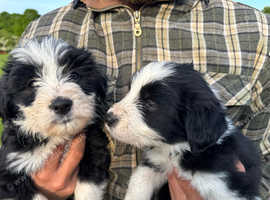bearded collie puppies