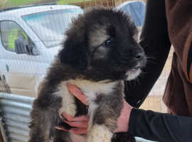 Beautiful pure breed puppies for sale 4 boys and 5 girls