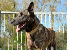 Male Dutch hurder