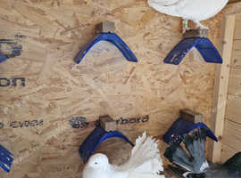 Birds