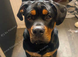Pup for sale