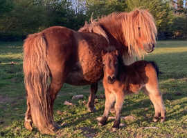 Registered miniature Shetland colt