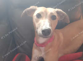 Saluki