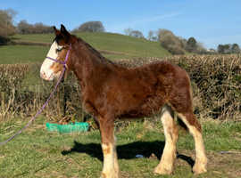 Traditional Cob Colt To Make 15.2/16h