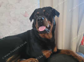Female rottweilers for sale