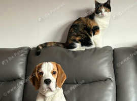 Beagle. Quality Tri Colour KC Reg Beagle for sale.