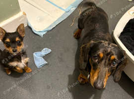 Chorkie boy RESERVED