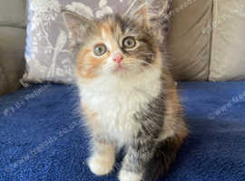 Beautiful Siberian kitten