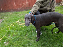 Two lurcher pups