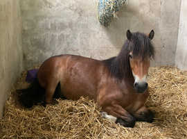 DHP Bay 12hh Filly