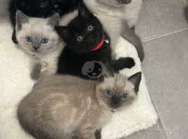 Beautiful British shorthair/ ragdoll kittens for sale