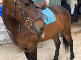 stunning irish sports horse for sale