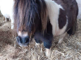 Mini shetland ponies