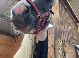 Gorgeous cob mare 4 yr old