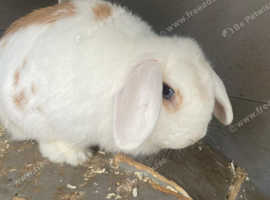 Rabbit