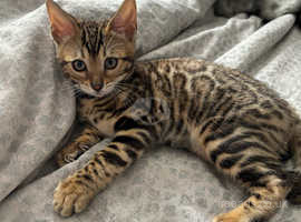 Beautiful, pure Bengal kitten
