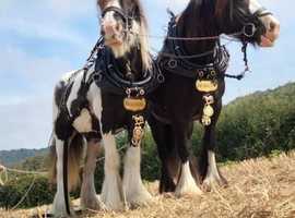 Help with horses required