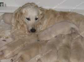 Golden Retriever KC Registered Cream Male Puppies.